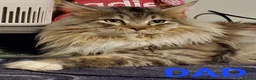 Maine Coon cats for sale: GOURGEOUS XXL MAINE COON KITTENS!!! - Advert 25