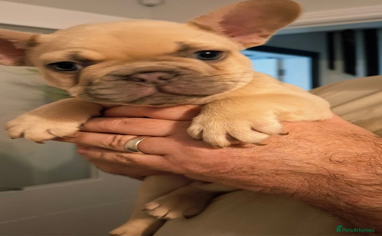 French Bulldog dogs - Advert 11