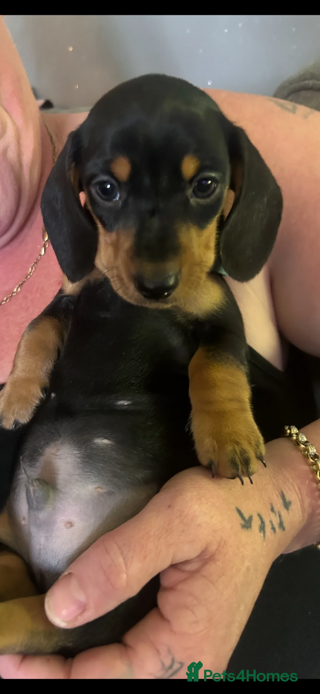 Miniature Dachshund dogs for sale: Male mini dacshund  - Advert 5