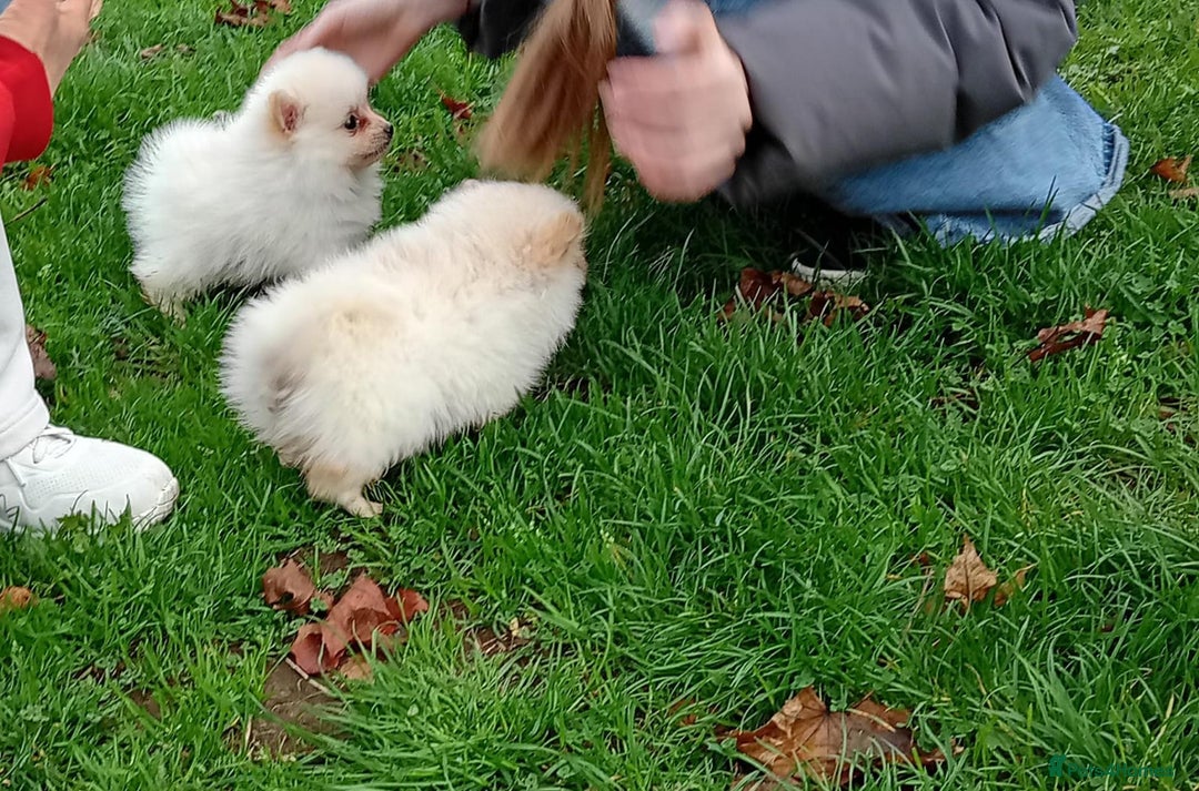 Pomeranian dogs for sale: Miniature Pomeranian puppies  - Advert 4