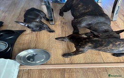 French Bulldog dogs for sale: French Bulldogs  - Image 4