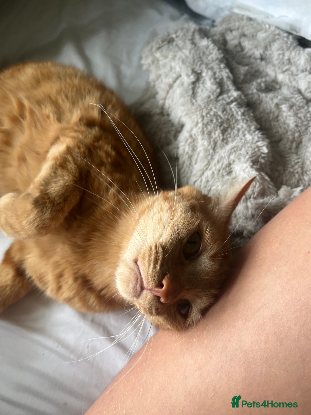 Mixed Breed cats for sale: 🐈ODIE🐈 - Image 2