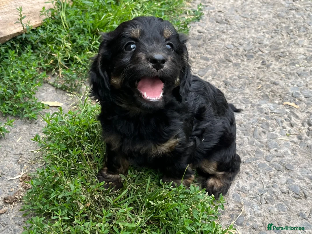 Cockapoo dogs for sale: F1 toy cockapoo puppies for sale  - Advert 2