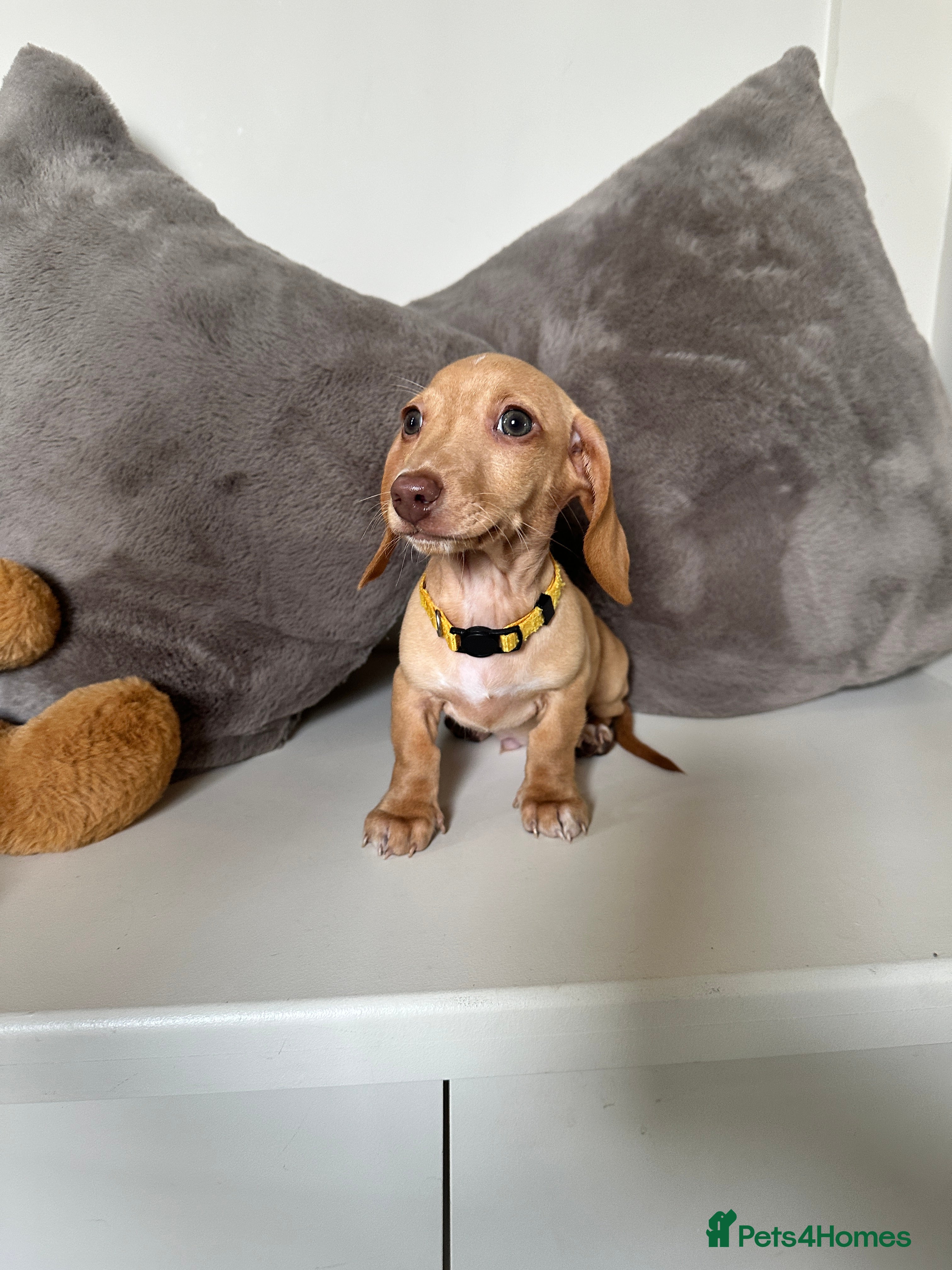 Miniature Dachshund dogs KC miniature dachshunds READY TO LEAVE last boy  - Advert 3