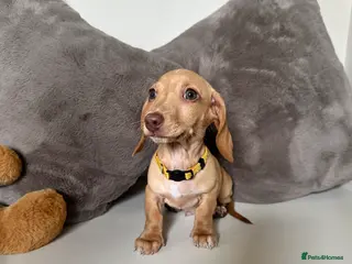 Miniature Dachshund dogs KC miniature dachshunds READY TO LEAVE last boy - Advert 2