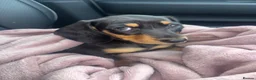 Miniature Dachshund dogs for sale: Miniature smooth coated Dacshund’s  - Advert 2