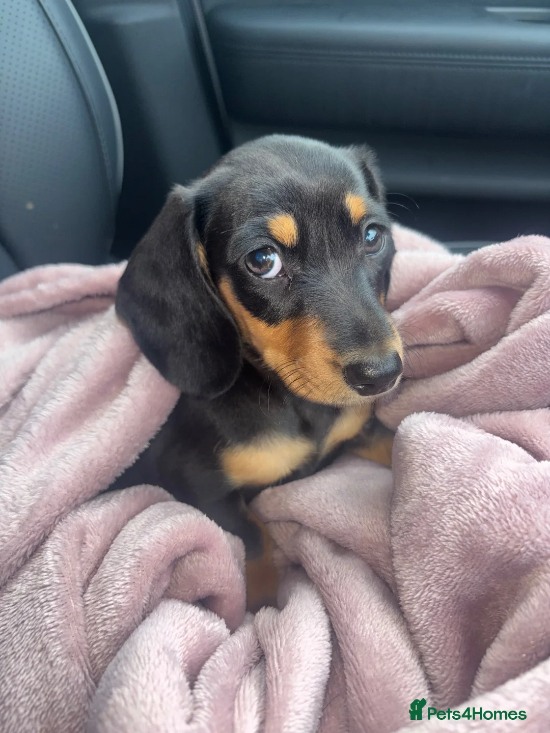 Miniature Dachshund dogs for sale: Miniature smooth coated Dacshund’s  - Advert 2