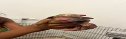Cockapoo dogs for sale: Beautiful Multigen Cockapoo Puppies 🐶 - Advert 6