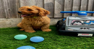 Cavapoo dogs - Advert 10