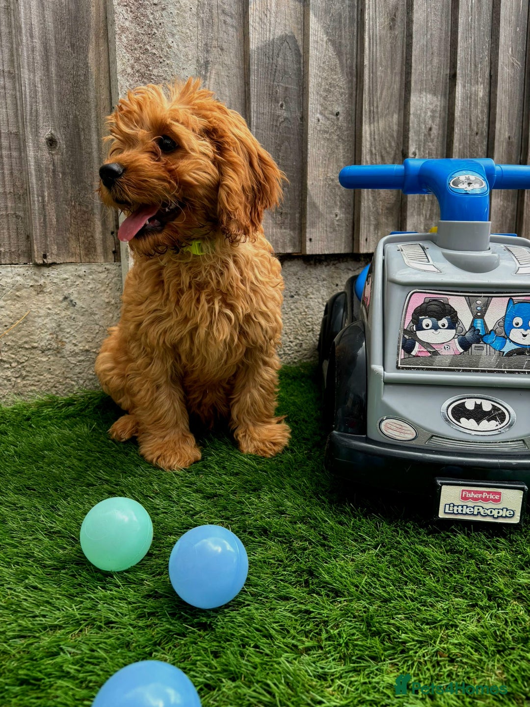 Cavapoo dogs for sale: DNA CLEAR F1 RED CAVAPOOS  - Image 2