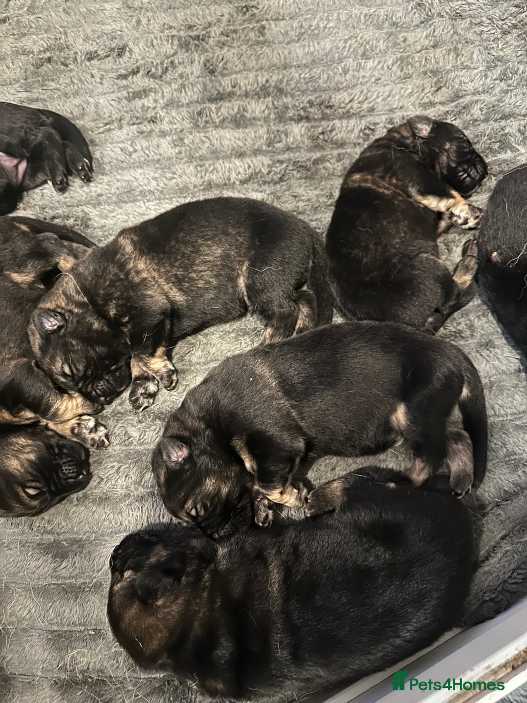 German Shepherd dogs for sale: 8 BEAUTIFUL GERMAN SHEPARD PUPPIES  - Advert 3