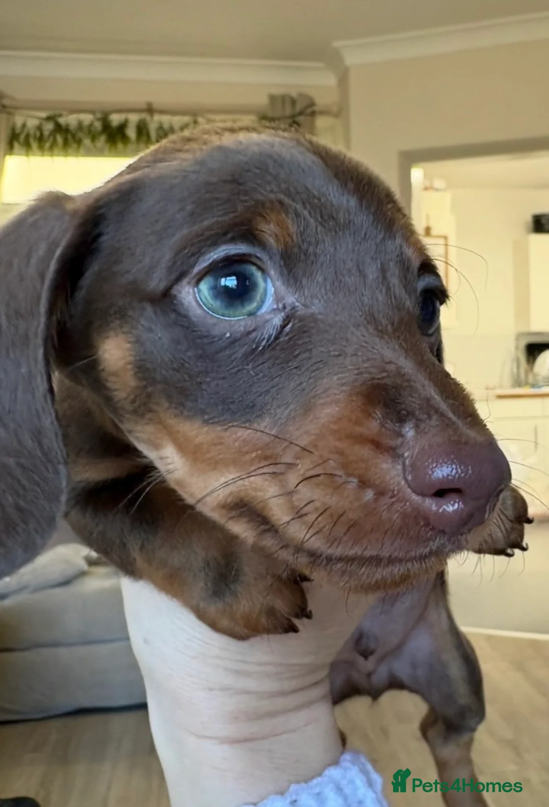 Miniature Dachshund dogs for sale: Beautiful mini boy  - Advert 3