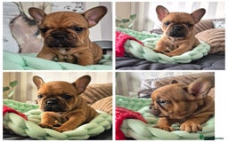 French Bulldog dogs for sale: KC Reg. French bulldogs looking for new home - Image 2