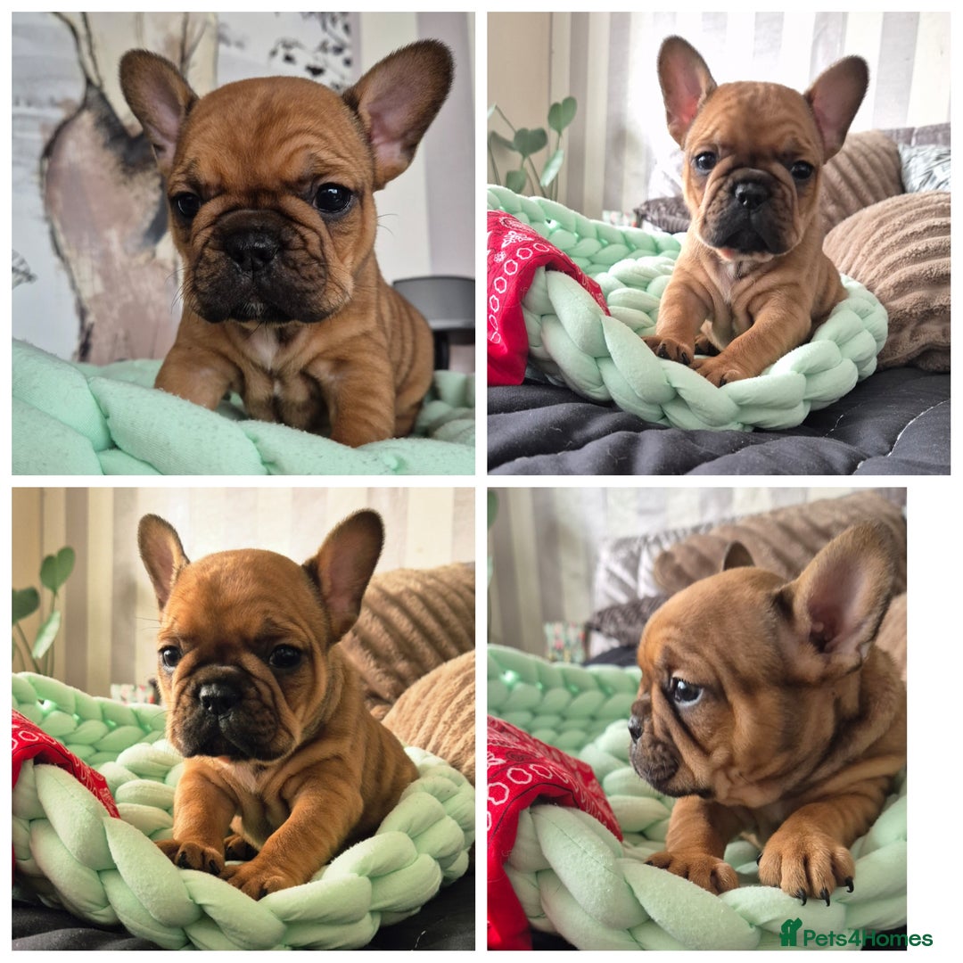 French Bulldog dogs for sale: KC Reg. French bulldogs looking for new home - Image 2