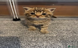 Brazilian Shorthair cats for sale: British shorthairs kittens - Advert 20