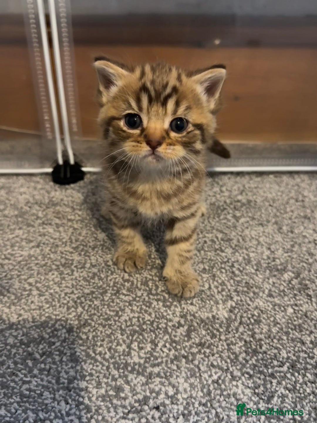 Brazilian Shorthair cats for sale: British shorthairs kittens - Advert 20