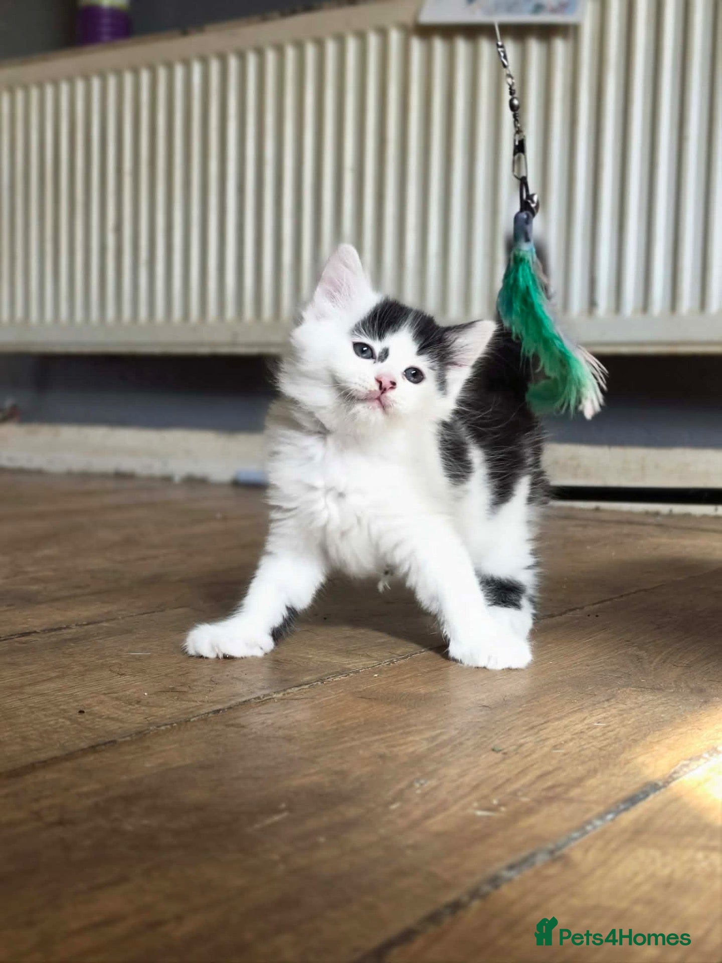 Mixed Breed cats Bombay x Siamese - Advert 24