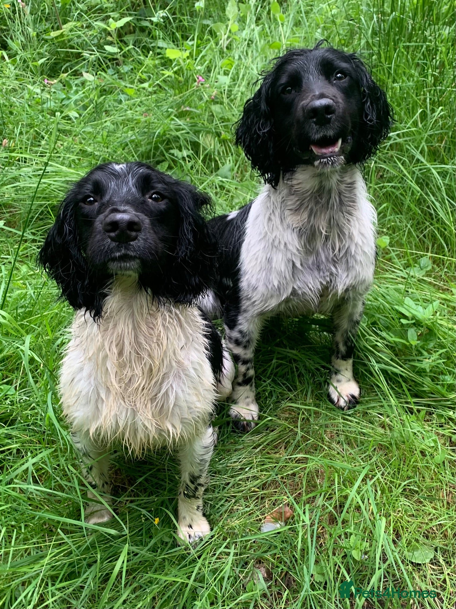 English Springer Spaniel dogs HEALTH TESTED FTCH bred springers for stud - Advert 13