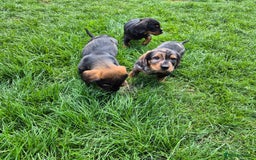 Mixed Breed dogs for sale: Wire Haired Daschund x Rottweiler  - Image 22