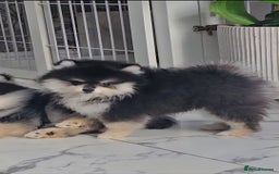 Pomsky dogs for sale: Pomsky puppies very small toy size F3  - Image 6