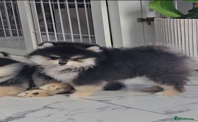 Pomsky dogs - Advert 2