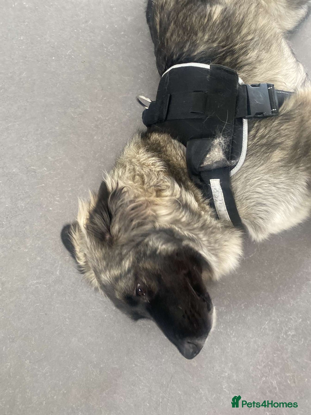 Caucasian Shepherd Dog dogs for sale: Caucasian shepard bitch for sale - Image 6