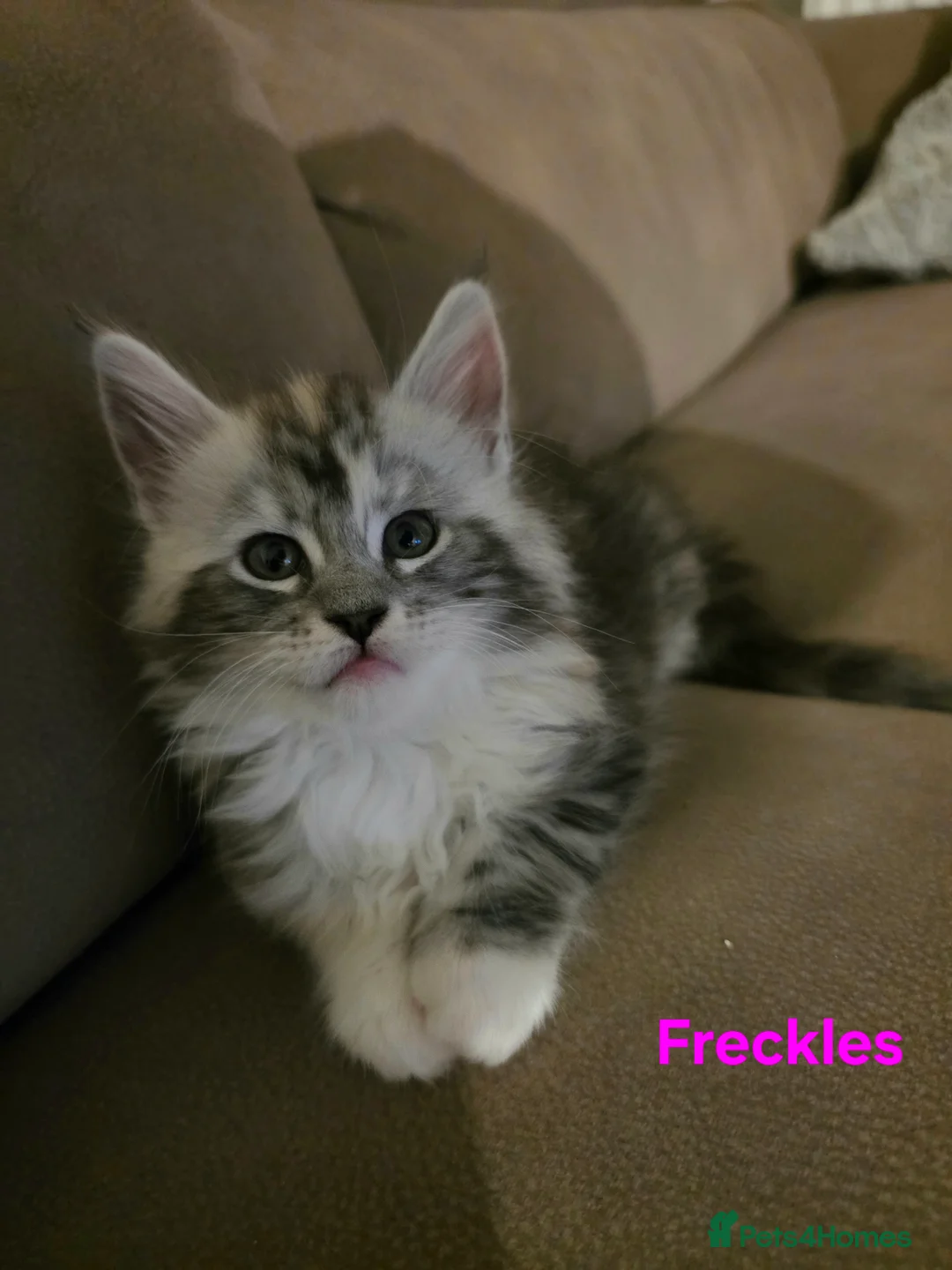 Maine Coon cats for sale: Rare Pure Breed Mainecoon Kitten - Advert 34