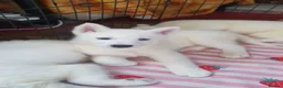 Siberian Husky dogs for sale: White Girl Husky ready to find her forever home - Advert 18