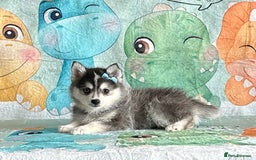 Pomsky dogs for sale: Perfect husky markings f3 Pomsky puppies for sale - Image 3