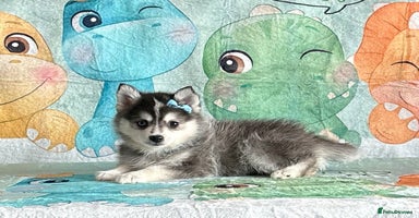 Pomsky dogs - Advert 2