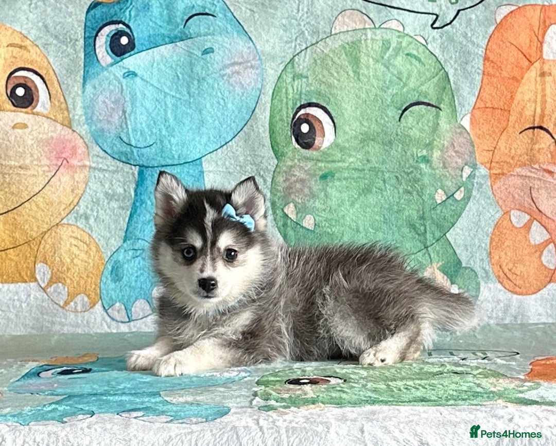 Pomsky dogs for sale: Perfect husky markings f3 Pomsky puppies for sale - Image 3