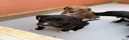 Lurcher dogs for sale: Whippet x saluki greyhound  - Advert 7
