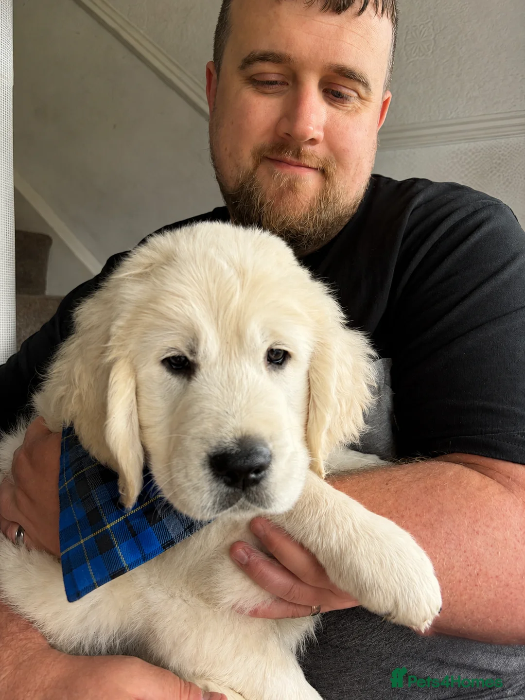Golden Retriever dogs for sale: Male Cream golden retriever pup ready now - Advert 1
