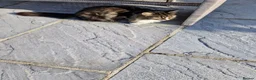 Mixed Breed cats for sale: Cat needing new home. - Advert 2