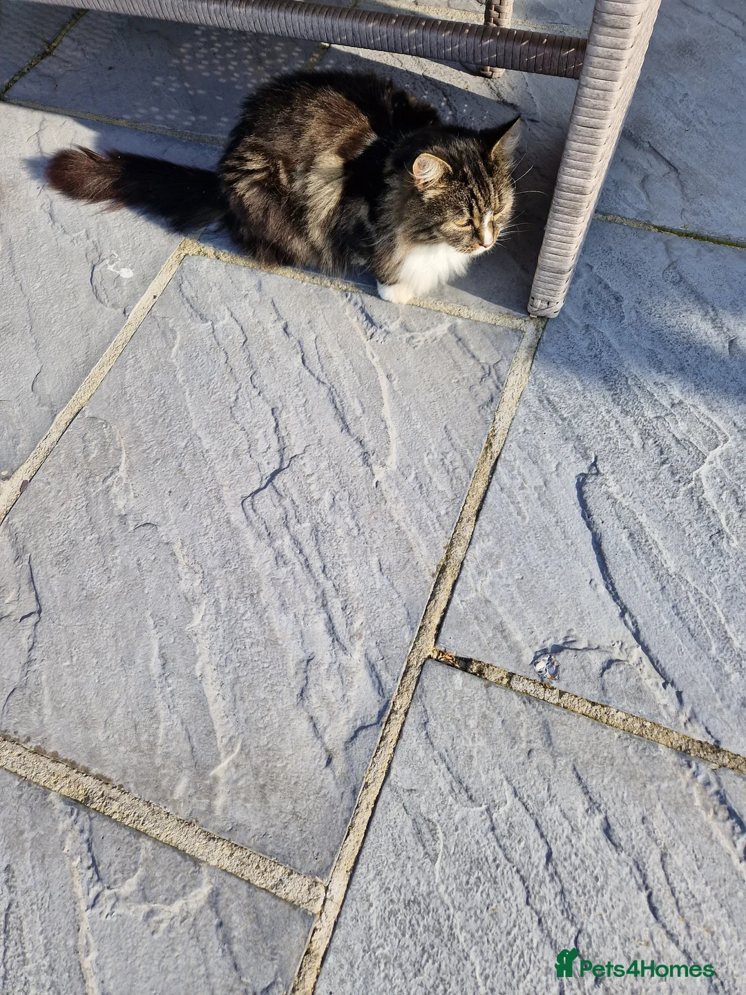 Mixed Breed cats for sale: Cat needing new home. - Advert 2