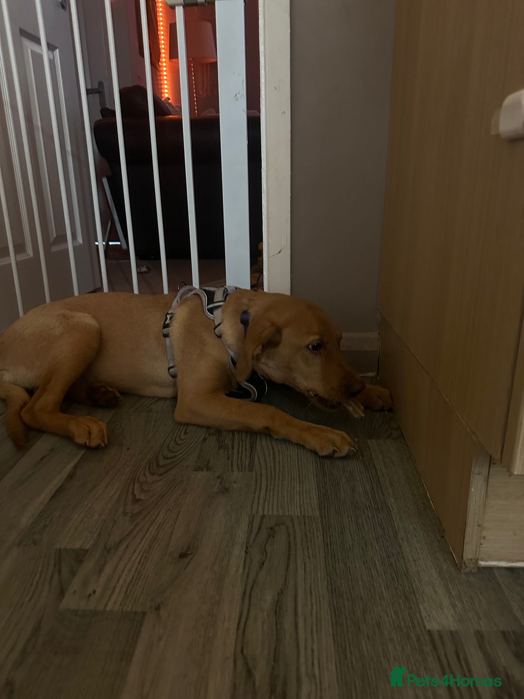 Labrador Retriever dogs for sale: Red fox Labrador  - Image 4
