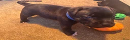 Staffordshire Bull Terrier dogs for sale: Beautiful Staffordshire bull terrier boy - Advert 9