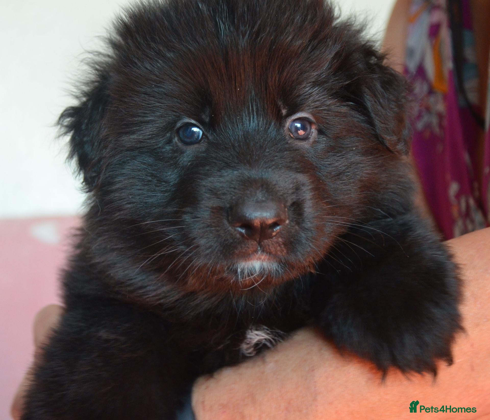 German Shepherd dogs Stunning long haired black puppies large nchunky  - Advert 1