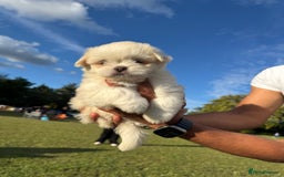 Mixed Breed dogs for sale: Shih Tzu-pomeranian - Image 7