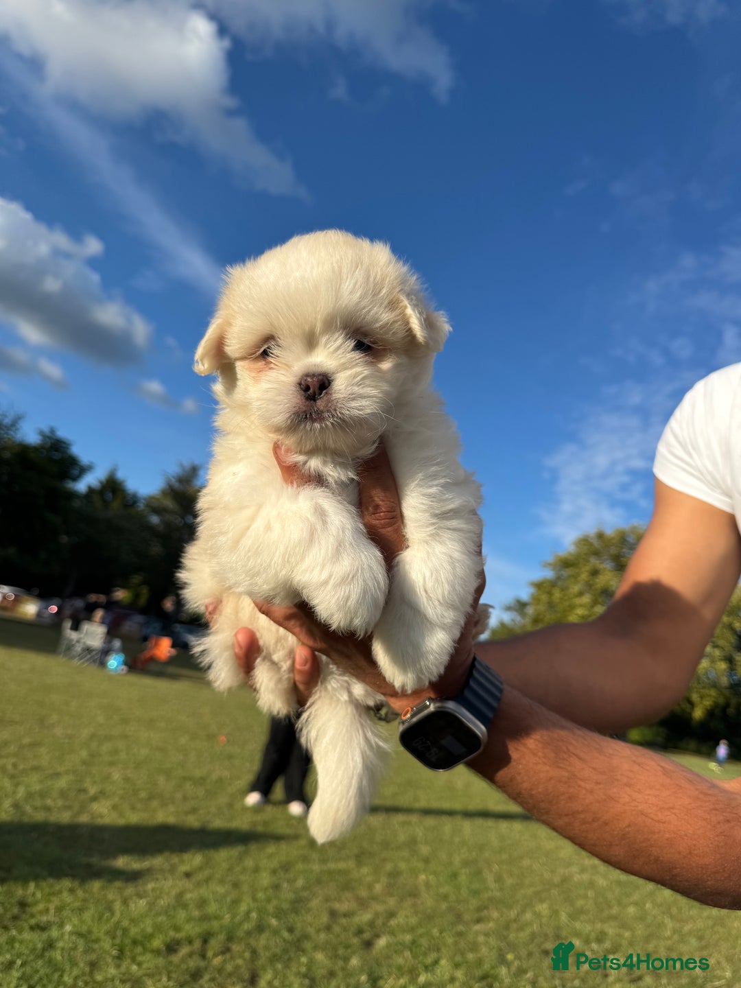 Mixed Breed dogs for sale: Shih Tzu-pomeranian - Image 7