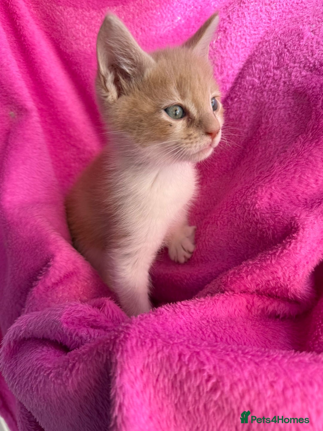 Maine Coon cats for sale: Beautiful Maine Coon Cross Kittens  - Image 12