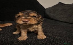 Cocker Spaniel dogs for sale: ✨ Show Cocker Spaniel pups ✨ - Image 11