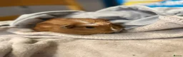Guinea Pig rodents for sale: Guinea pigs  in Stoke-on-Trent - Advert 12