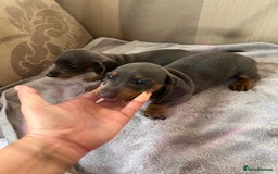 Dachshund dogs for sale: Daushund puppy’s for sale ready to leave 💝  - Image 7