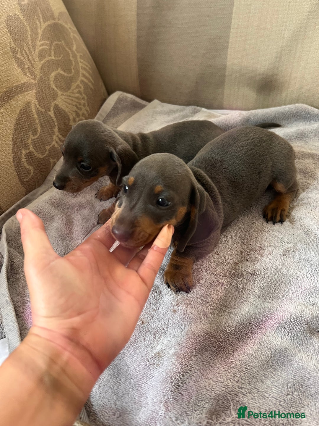 Dachshund dogs for sale: Daushund puppy’s for sale ready to leave 💝  - Image 7