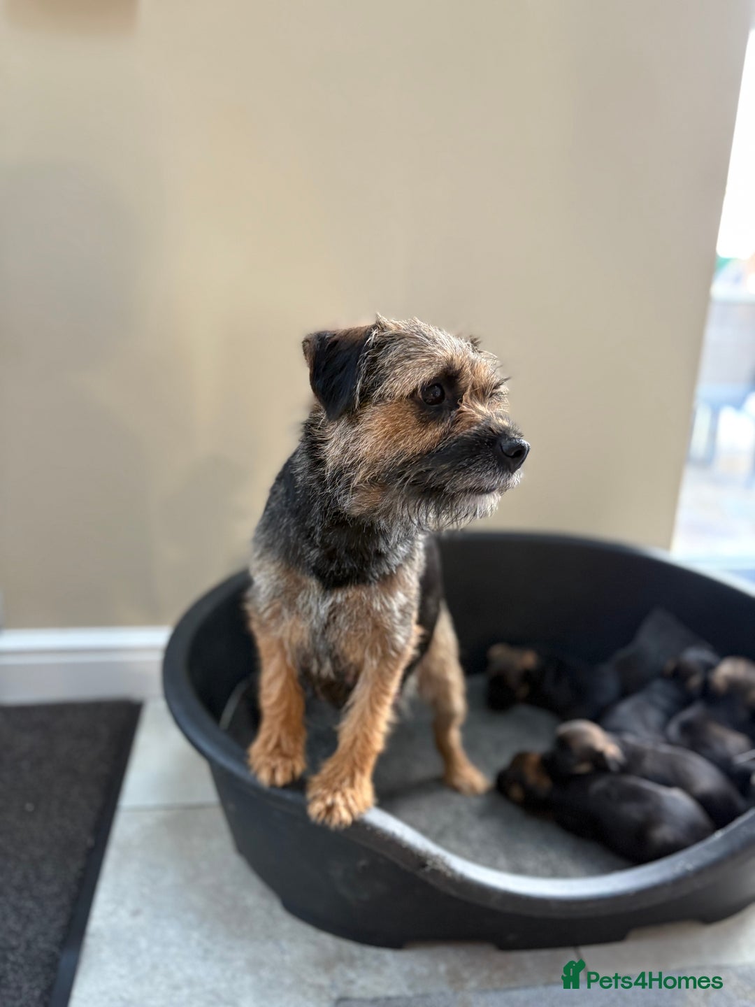 Border Terrier dogs for sale: Stunning border terrier puppy’s  - Image 8