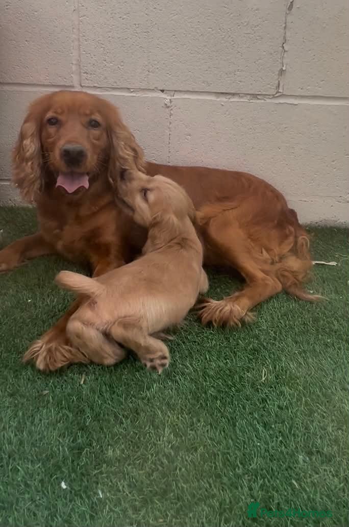 Cocker Spaniel dogs Show cocker puppies  - Advert 1
