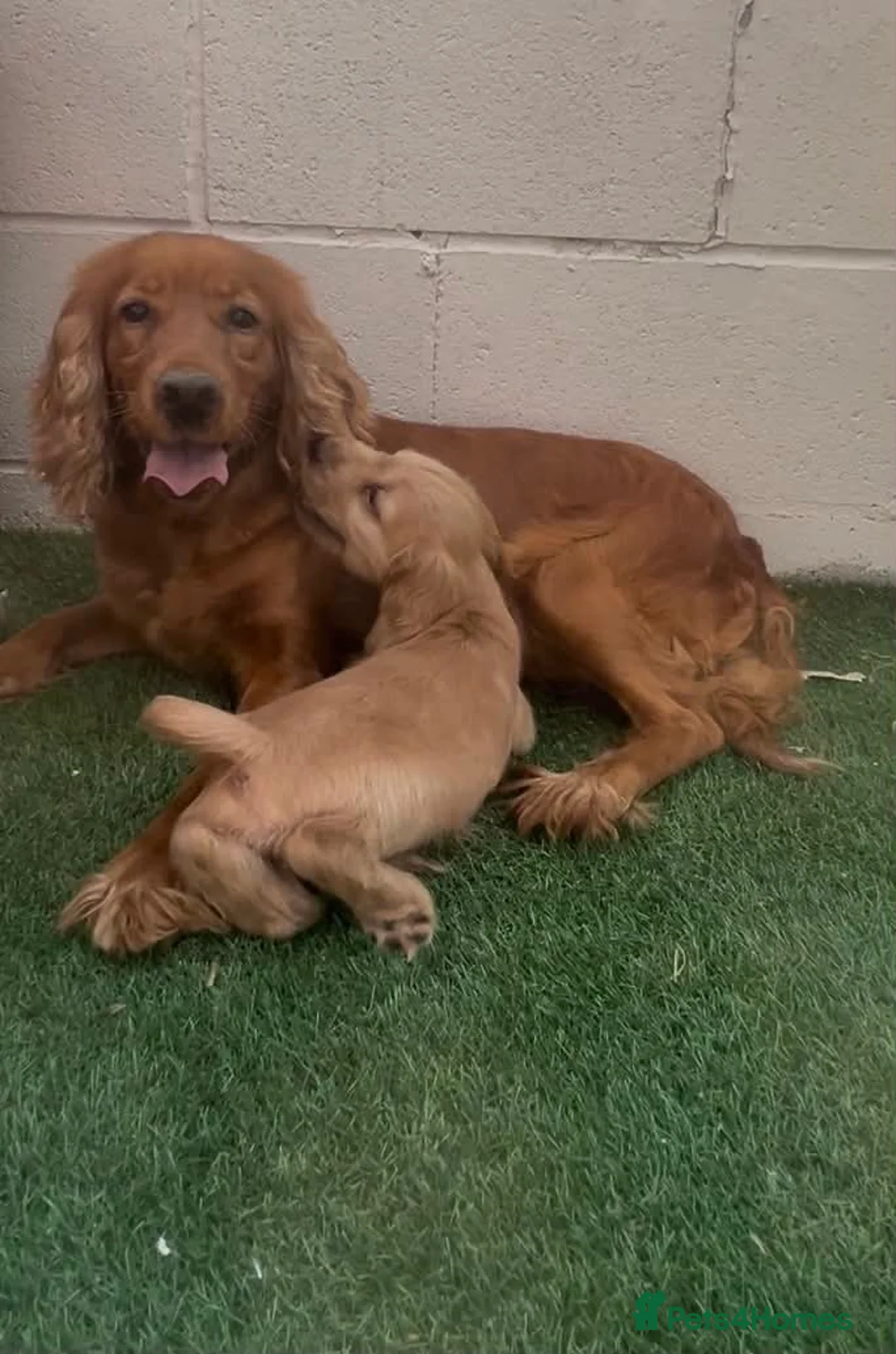 Cocker Spaniel dogs for sale: Show cocker puppies  - Advert 1
