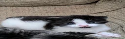 British Shorthair cats for sale: Kittens ready to leave today in Witham - Advert 9