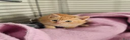 Mixed Breed cats for sale: Stunning kittens  - Advert 5